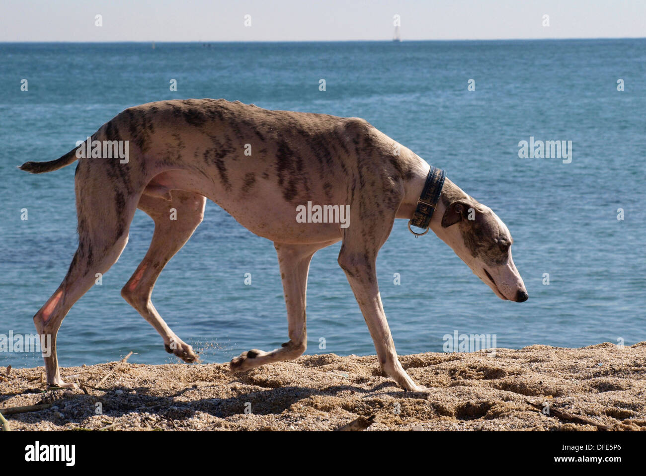 Greyhound dog on the beach Stock Photo Alamy