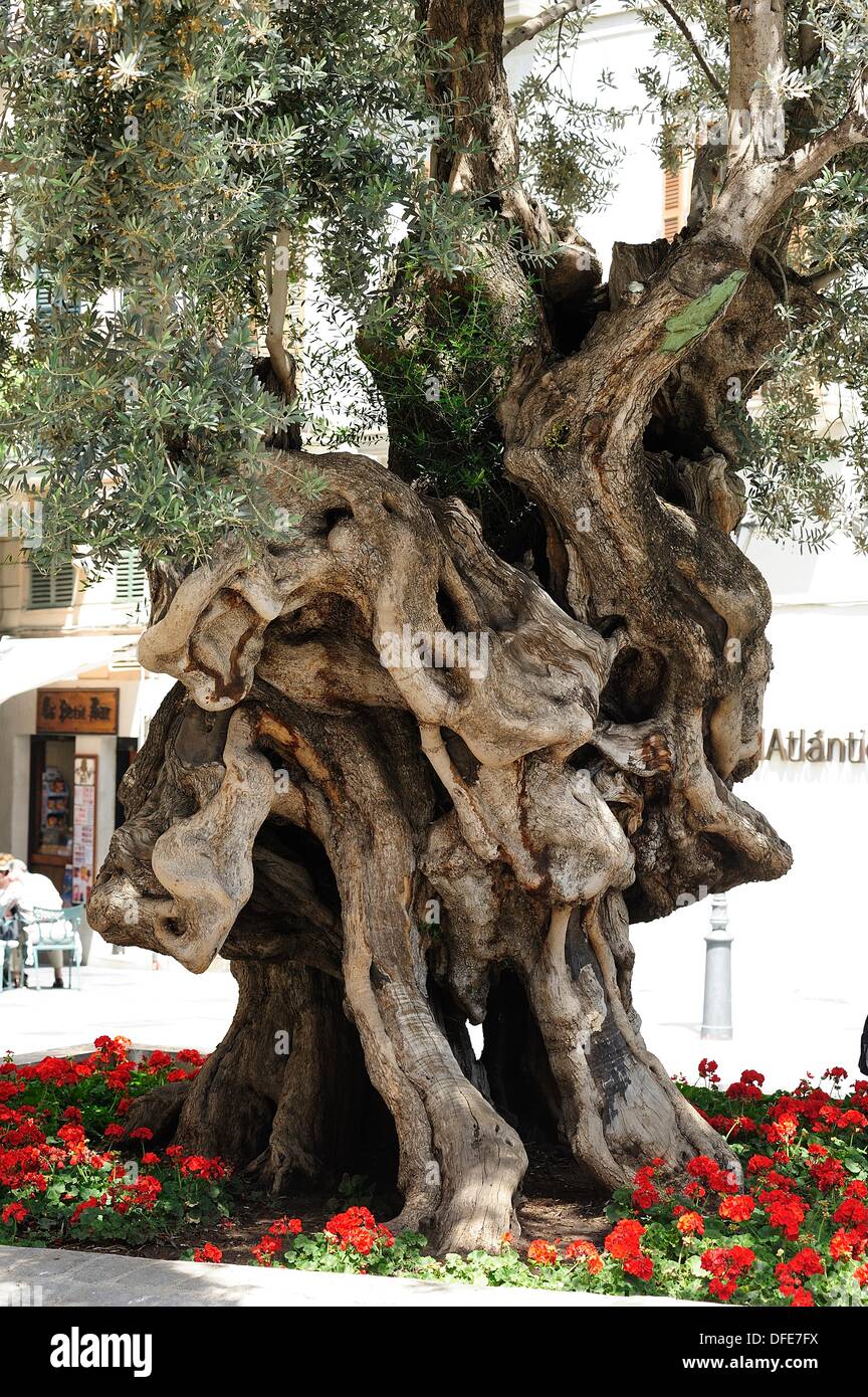 Olivera de Cort, Cort&#39;s olive tree is located in the middle of the square with the same name as the town of Palma, in front Stock Photo
