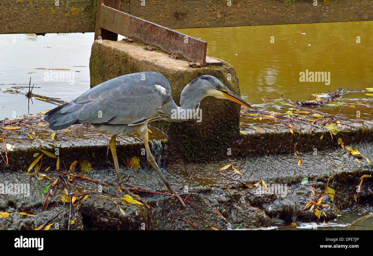 Heron fishing on waterbreak / dam at park Stock Photo
