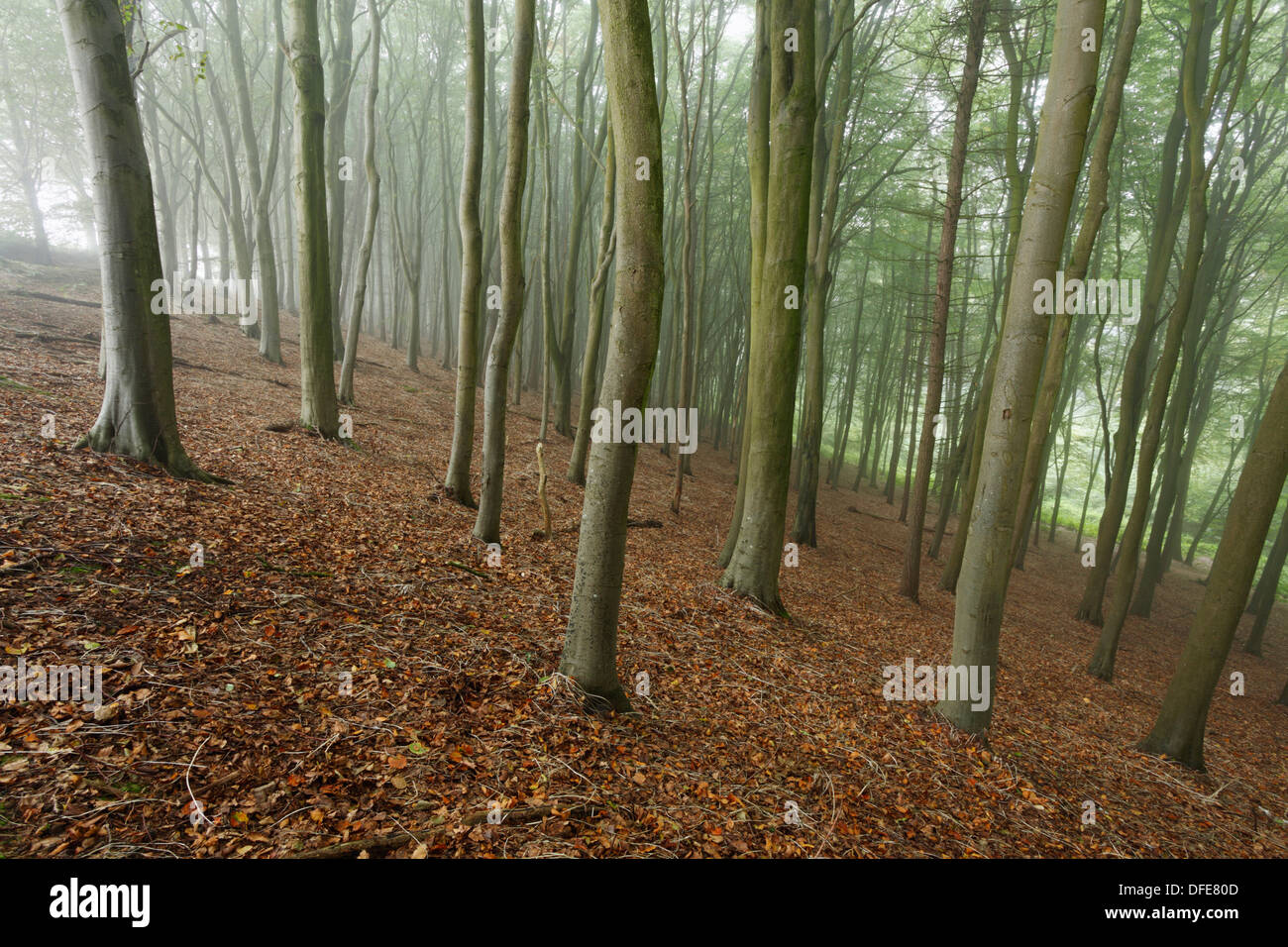 Beech tree in early summer hi-res stock photography and images - Alamy
