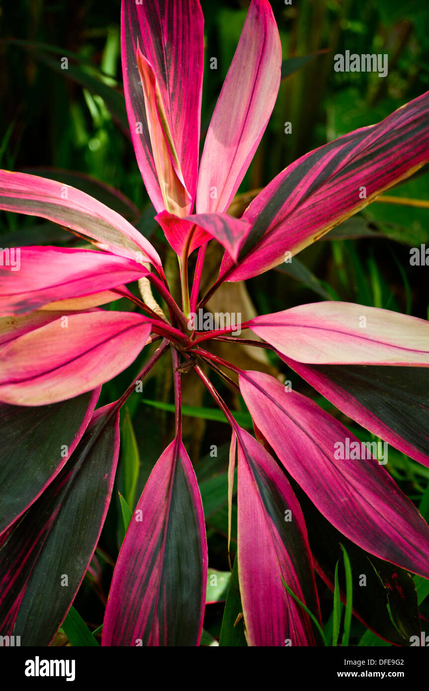 Close-up shot of brightly colored Hawaiian Red Ti Plant. Stock Photo