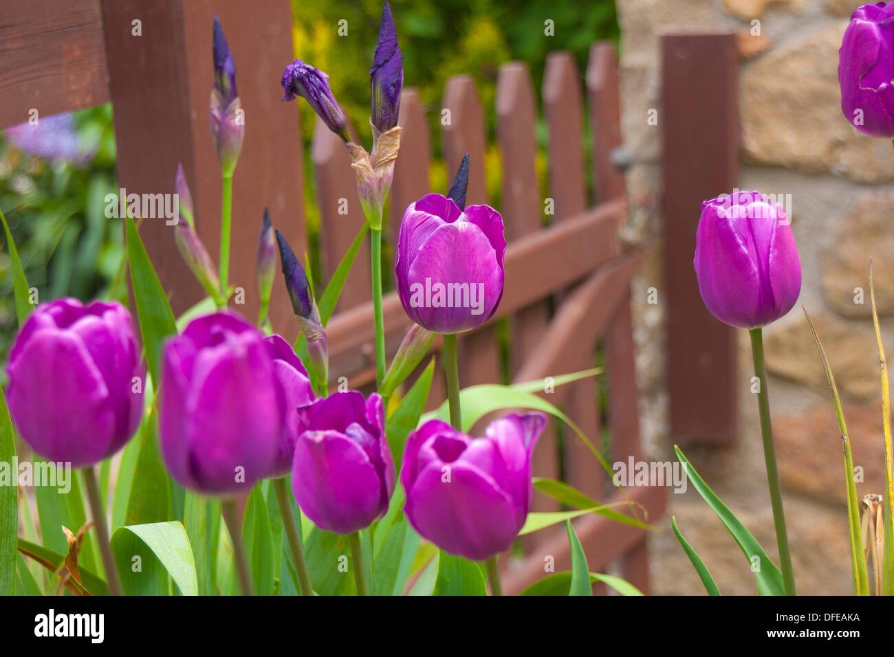 Lilas mauve hi-res stock photography and images - Alamy