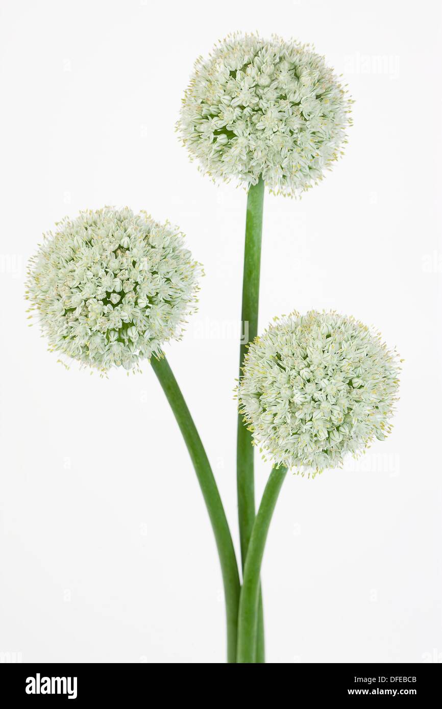 An onion flower Stock Photo Alamy