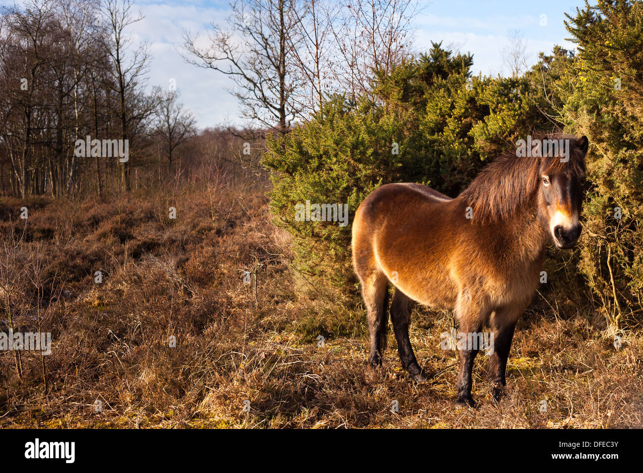 Wild Pony in Country Park Stock Photo