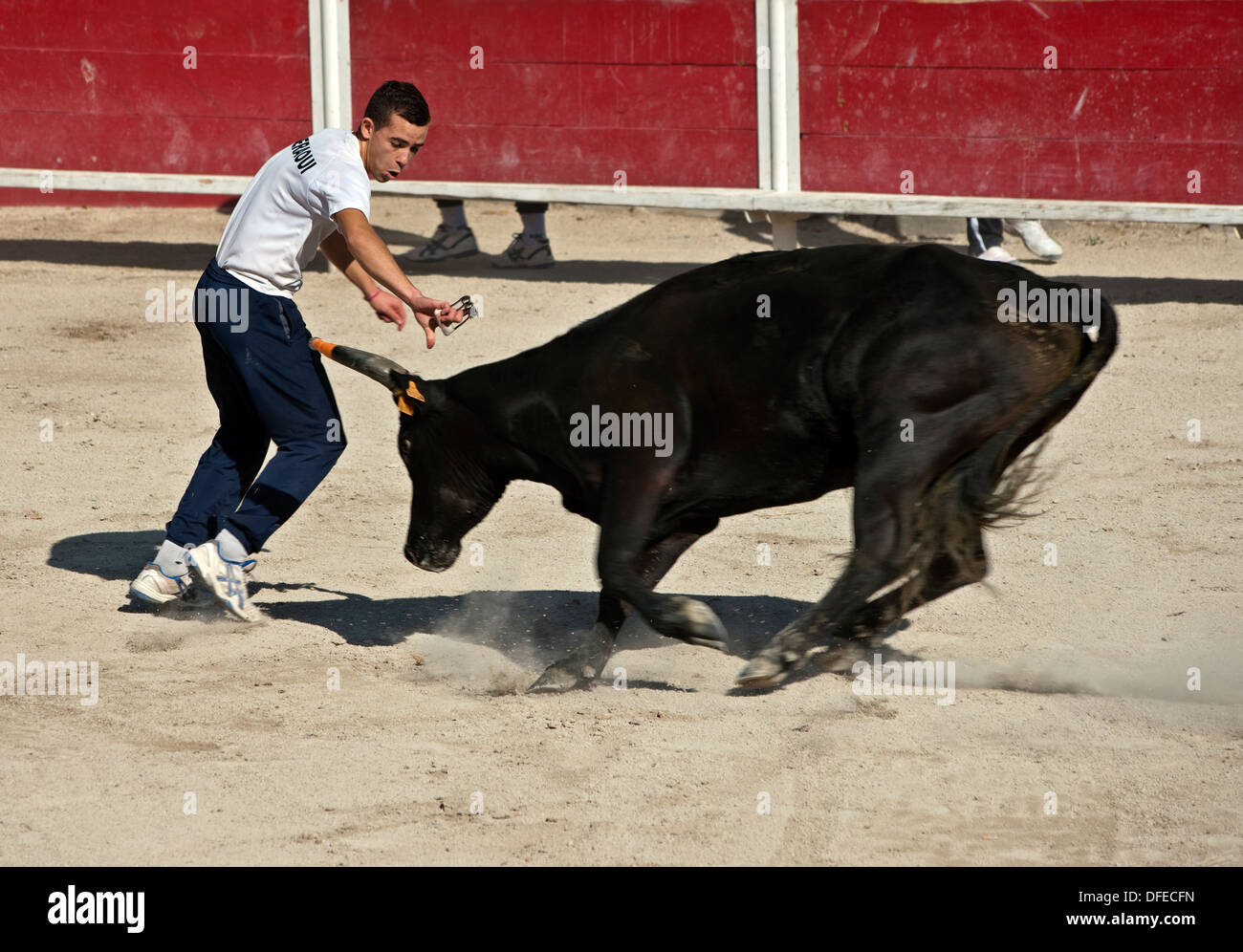 French bull fighting,Course Camarguaise,Bullfighting, Fontvieille ...