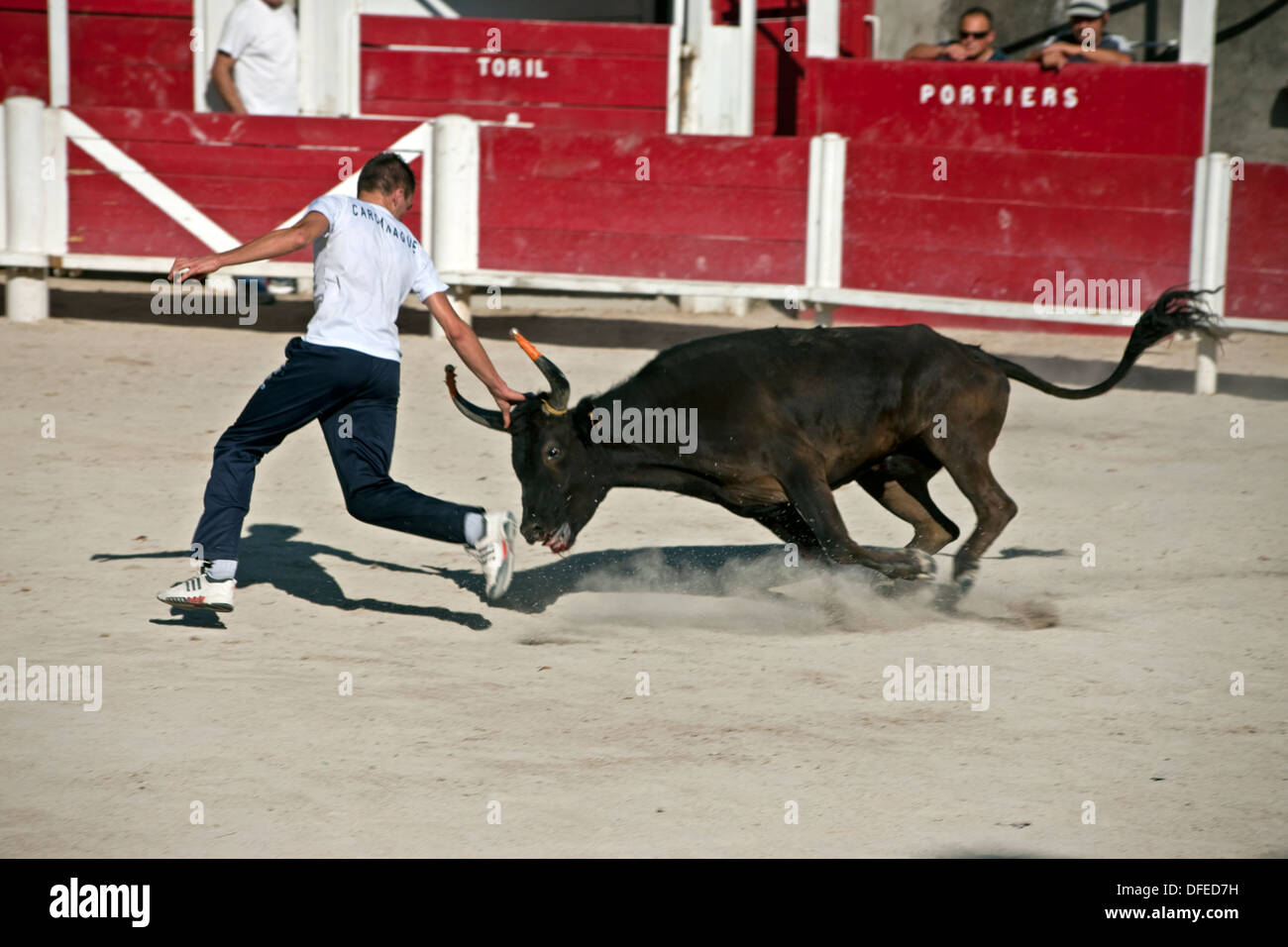 French bull fighting Course Camarguaise Bullfighting Fontvieille France bull fighter and bull at full charge Stock Photo