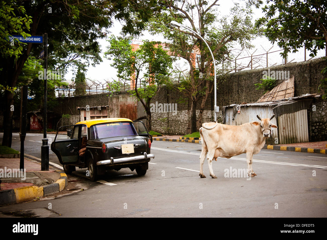A cow stands next to a taxi in a Mumbai street in India Stock Photo