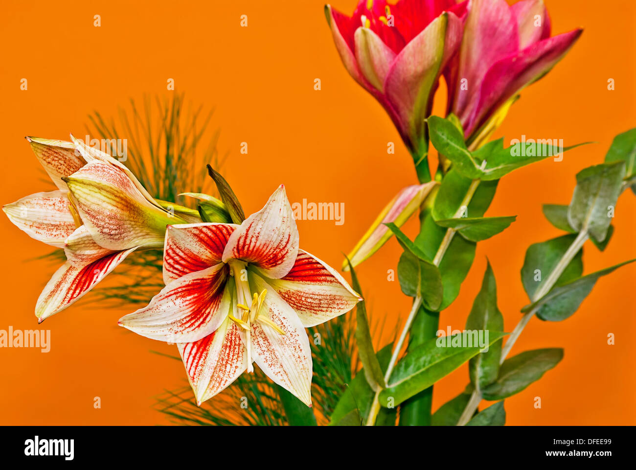 Bunch Of Cut Lily Flowers Stock Photo