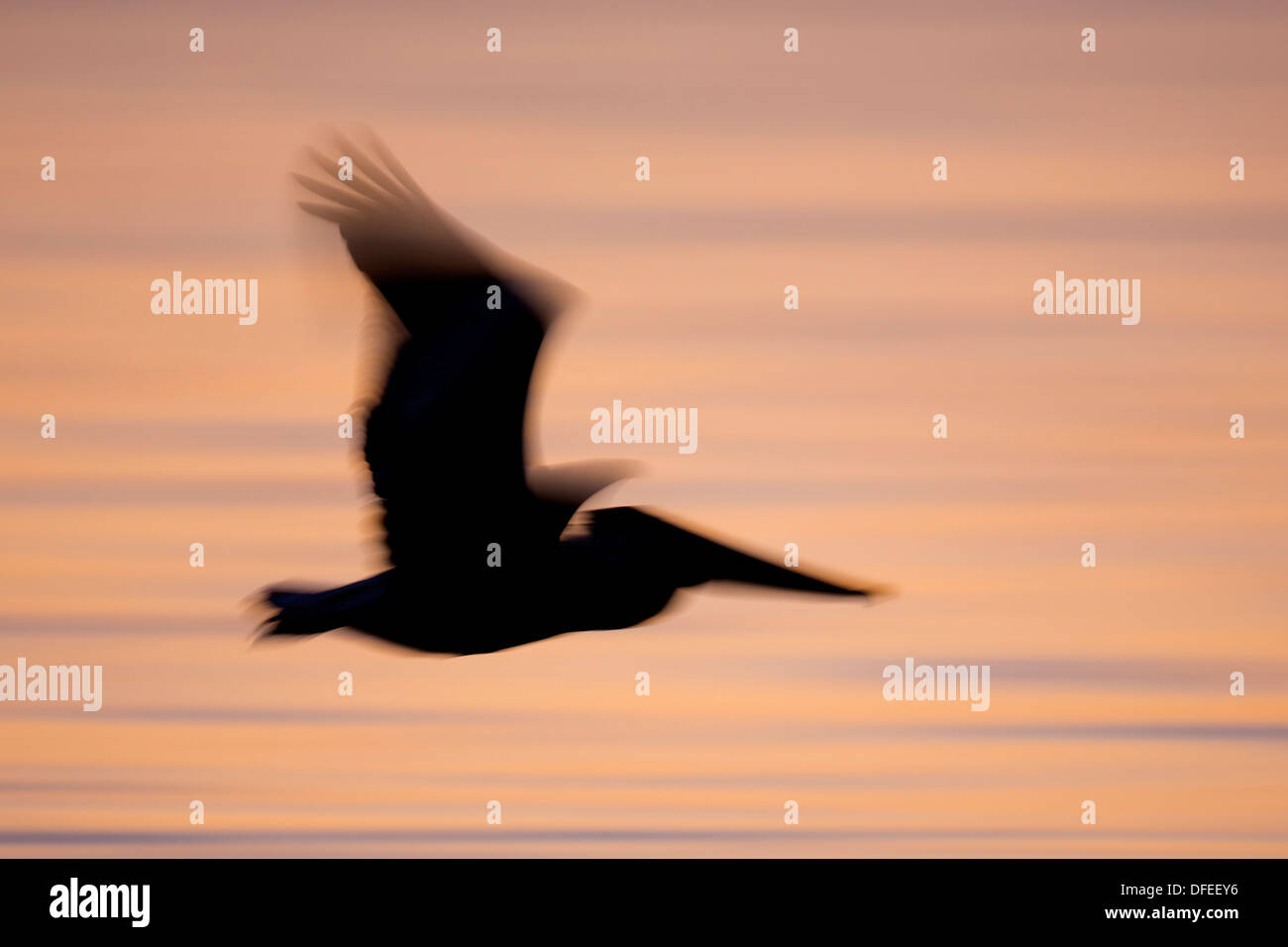 Brown Pelican (Pelecanus occidentalis) silhouette in flight - Alafia Banks, Florida. Stock Photo