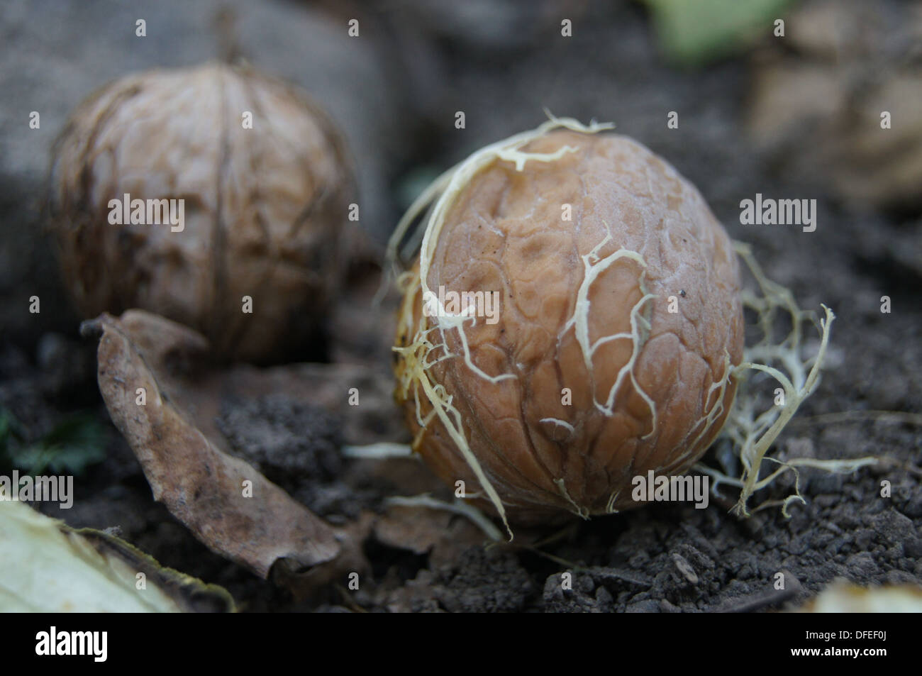 Walnuts in Arslanbob, Kyrgyzstan Stock Photo