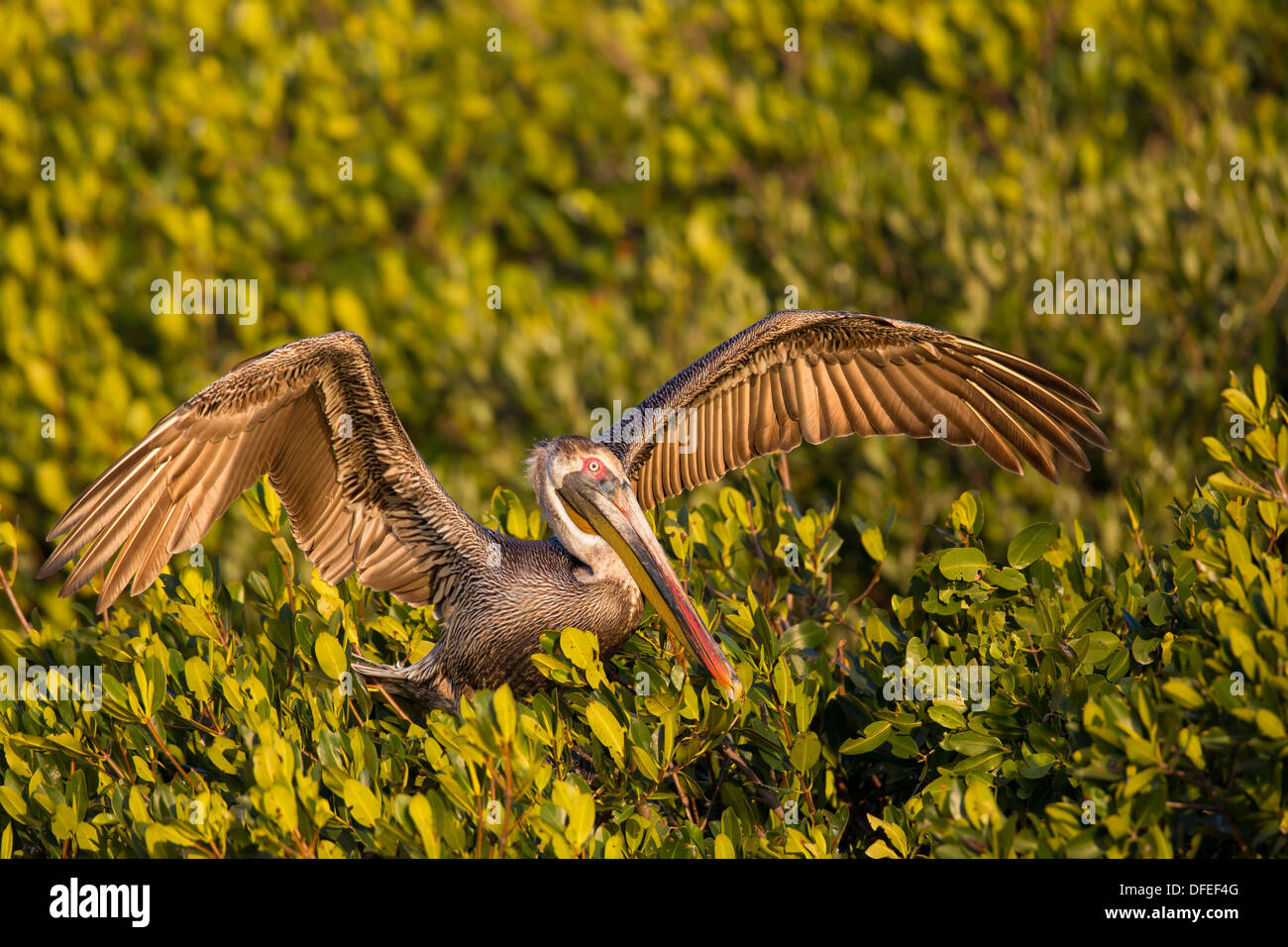 Brown Pelican (Pelecanus occidentalis) - Alafia Banks, Florida. Stock Photo