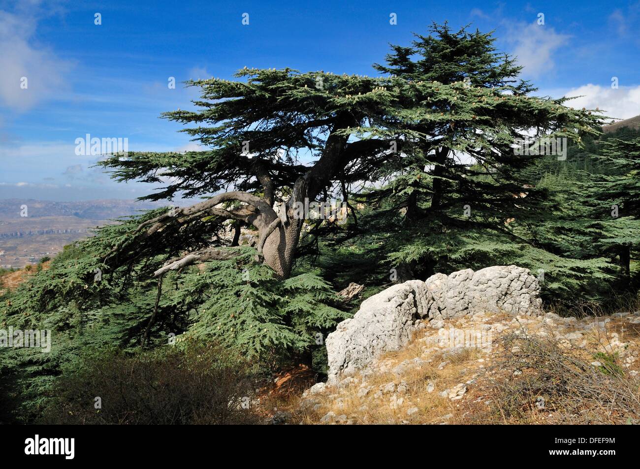 huge old Cedar tree, cendrus libani, at Chouf Cedar Reserve, Unesco