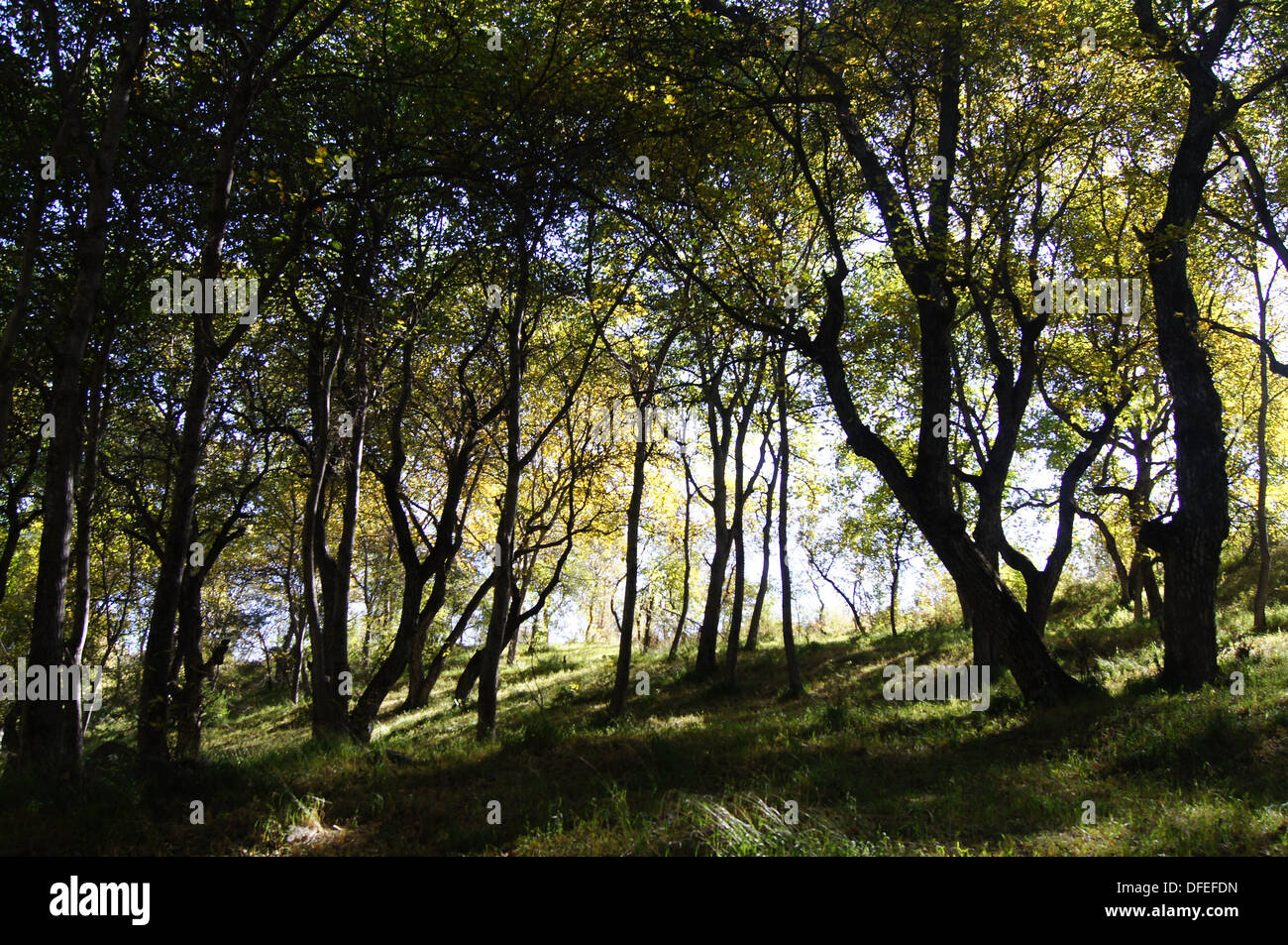 The walnut forest in Arslanbob, Kyrgyzstan Stock Photo