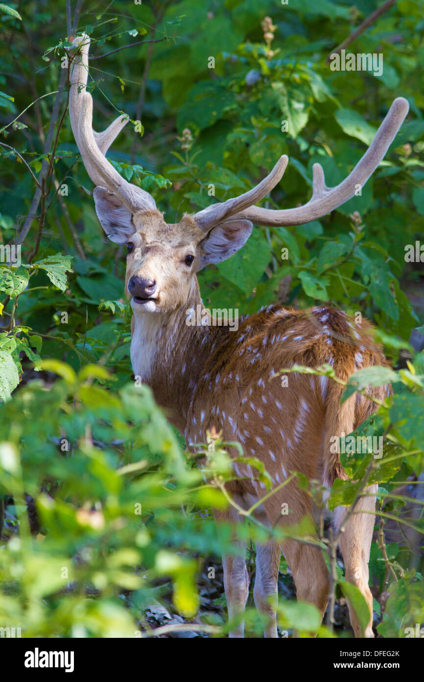 Chital (Axis axis) in the woods - Corbett National Park, India. Stock Photo