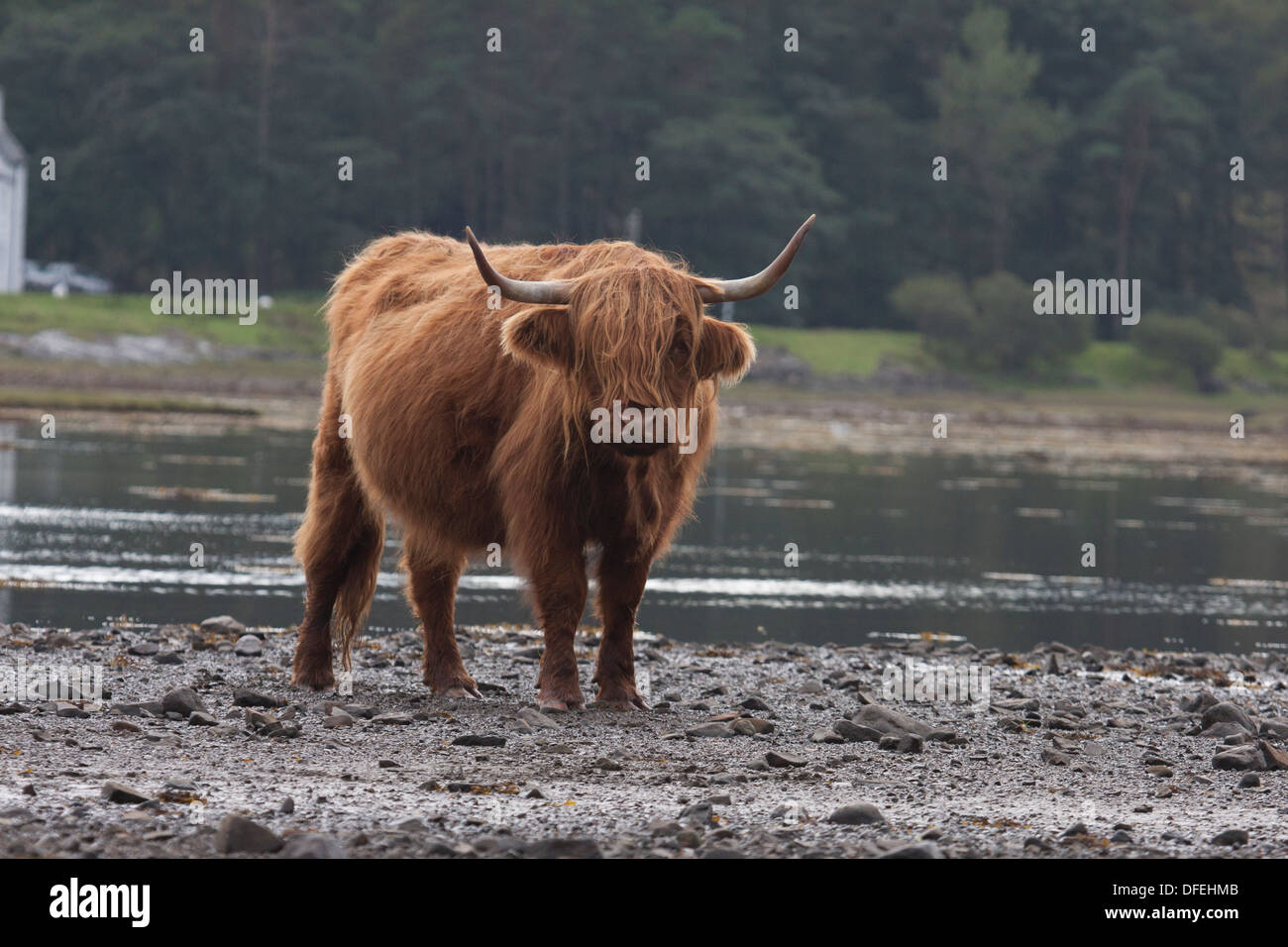 Highland cows in sea loch. Isle of Mull. Scotland Stock Photo - Alamy