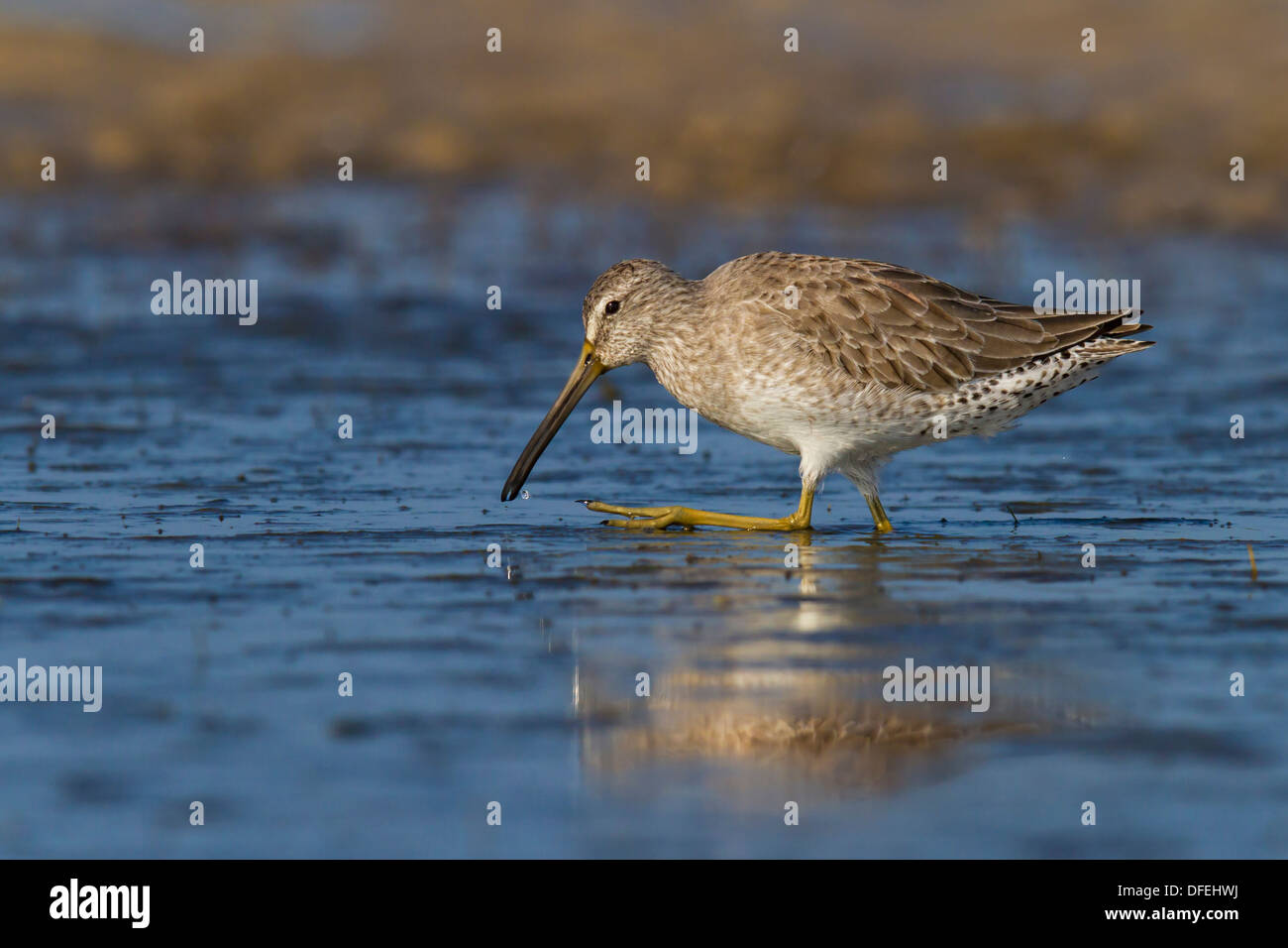 Short-billed Dowitcher (Limnodromus griseus) in the shallow waters - Fort Desoto, Florida. Stock Photo