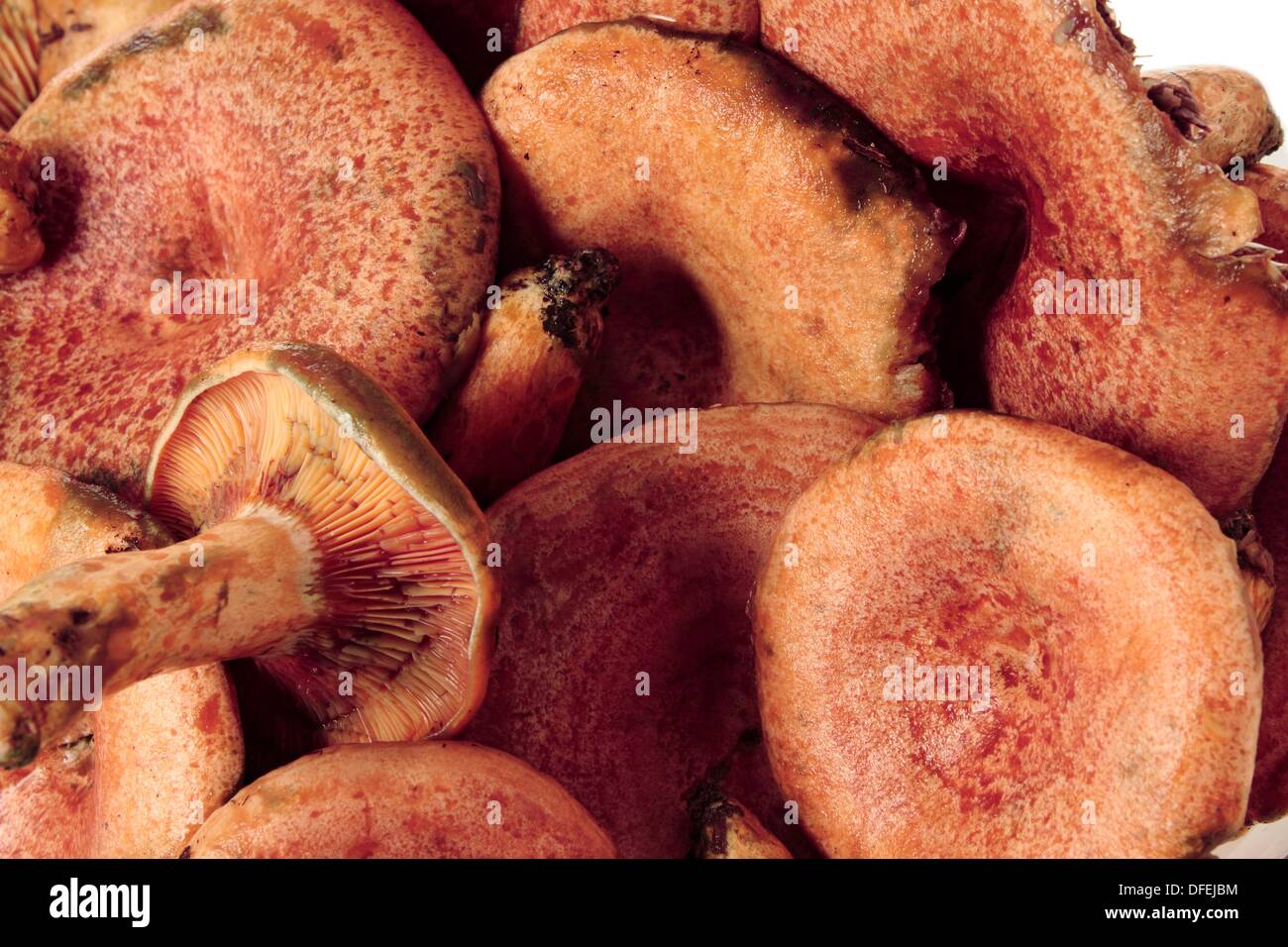 Edible mushroom, Saffron milk cap, Red pine mushroom, níscalo