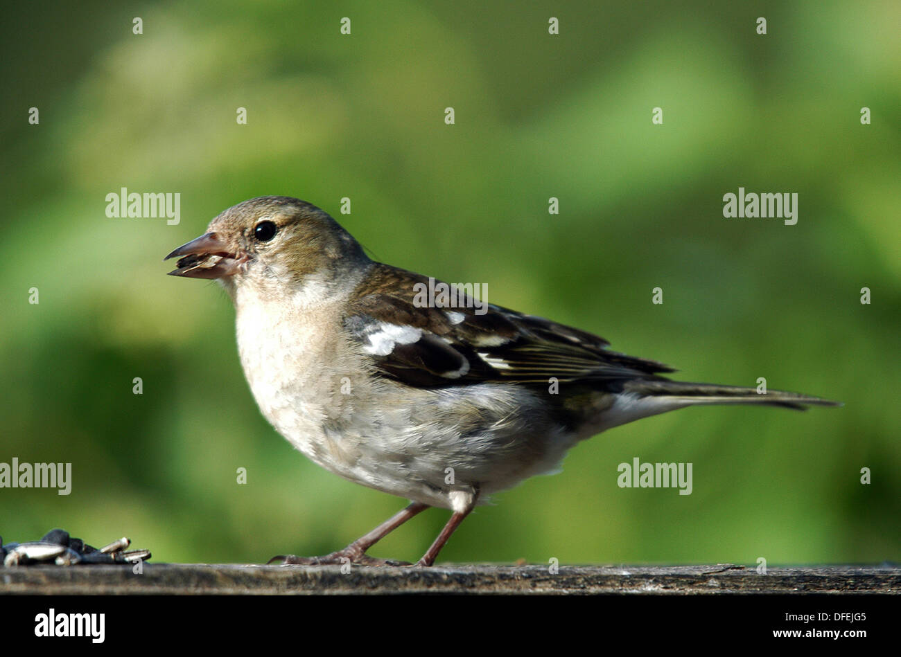 Chaffinch, Female, (Fringilla coelebs). A very common bird found in woodlands, farmlands and suburbia Stock Photo