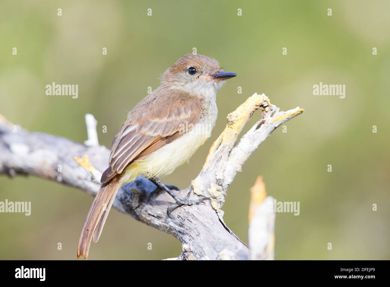 Galapagos Flycatcher (Myiarchus magnirostris) perched - Floreana Island, Galapagos Islands. Stock Photo