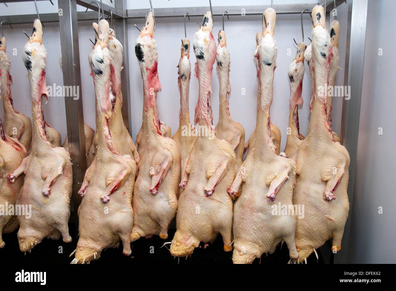 Foie gras factory, Preixana, L´Urgell, Catalonia, Spain Stock Photo