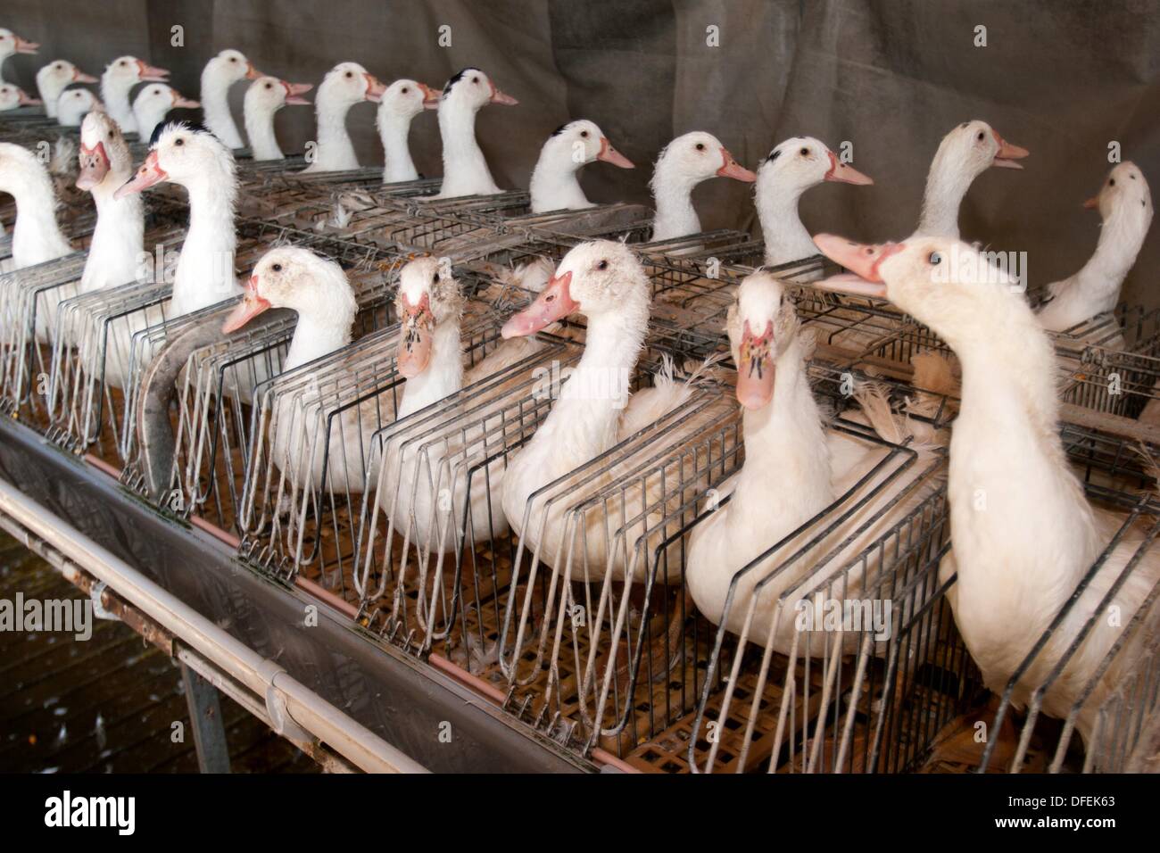 Foie Gras Ducks