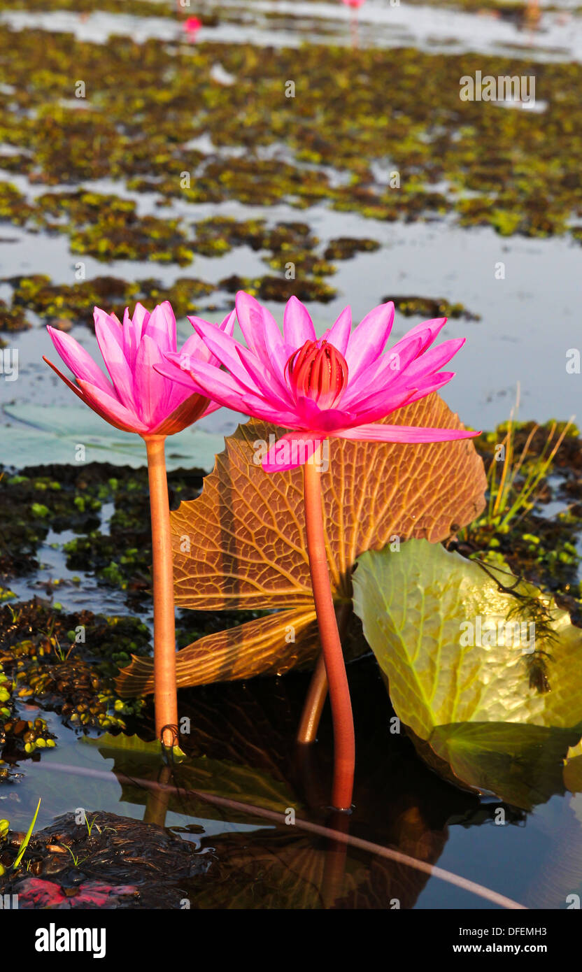 Pink lotus in lake Stock Photo - Alamy