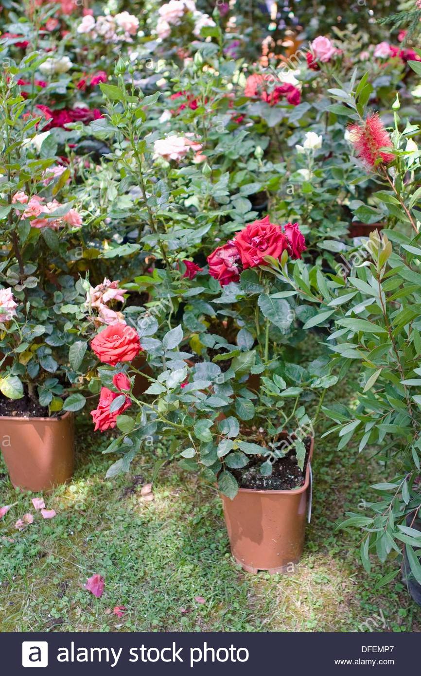 Roses For Sale Near Me >> Rose Flowers Plants On Display For Sale Naples Italy Stock Roses For Sale Near Me >> Rose Flowers Plants On Display For Sale Naples Italy Stock