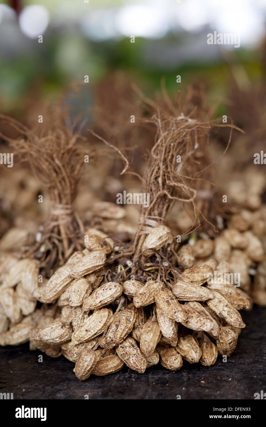 Farmer harvesting peanuts hires stock photography and images Alamy