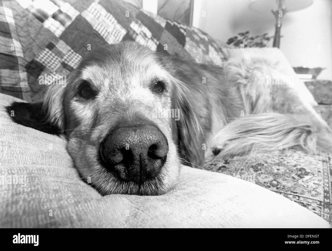 Retriever dog monochrome hires stock photography and images Alamy