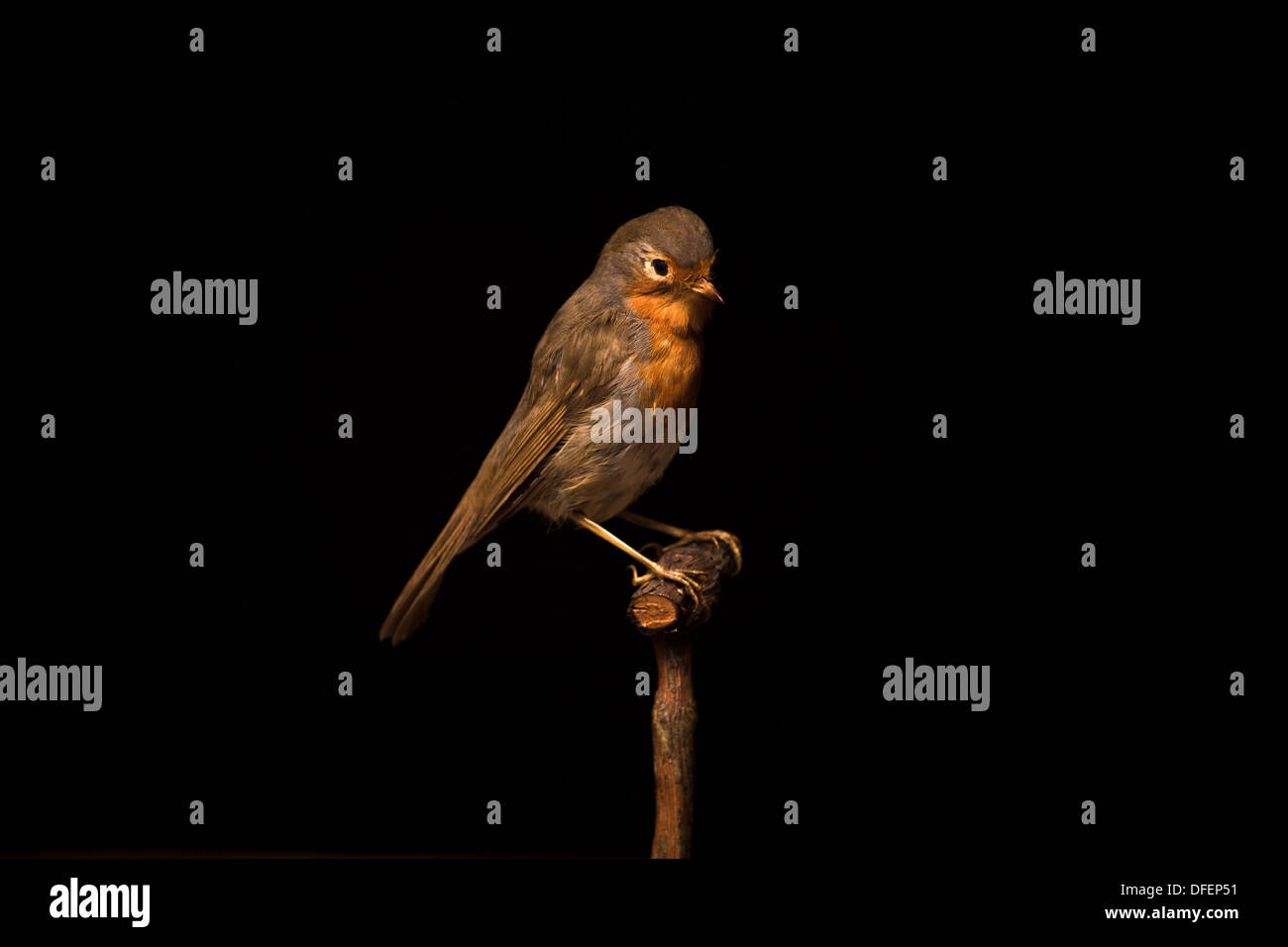Taxidermy robin on black background Stock Photo