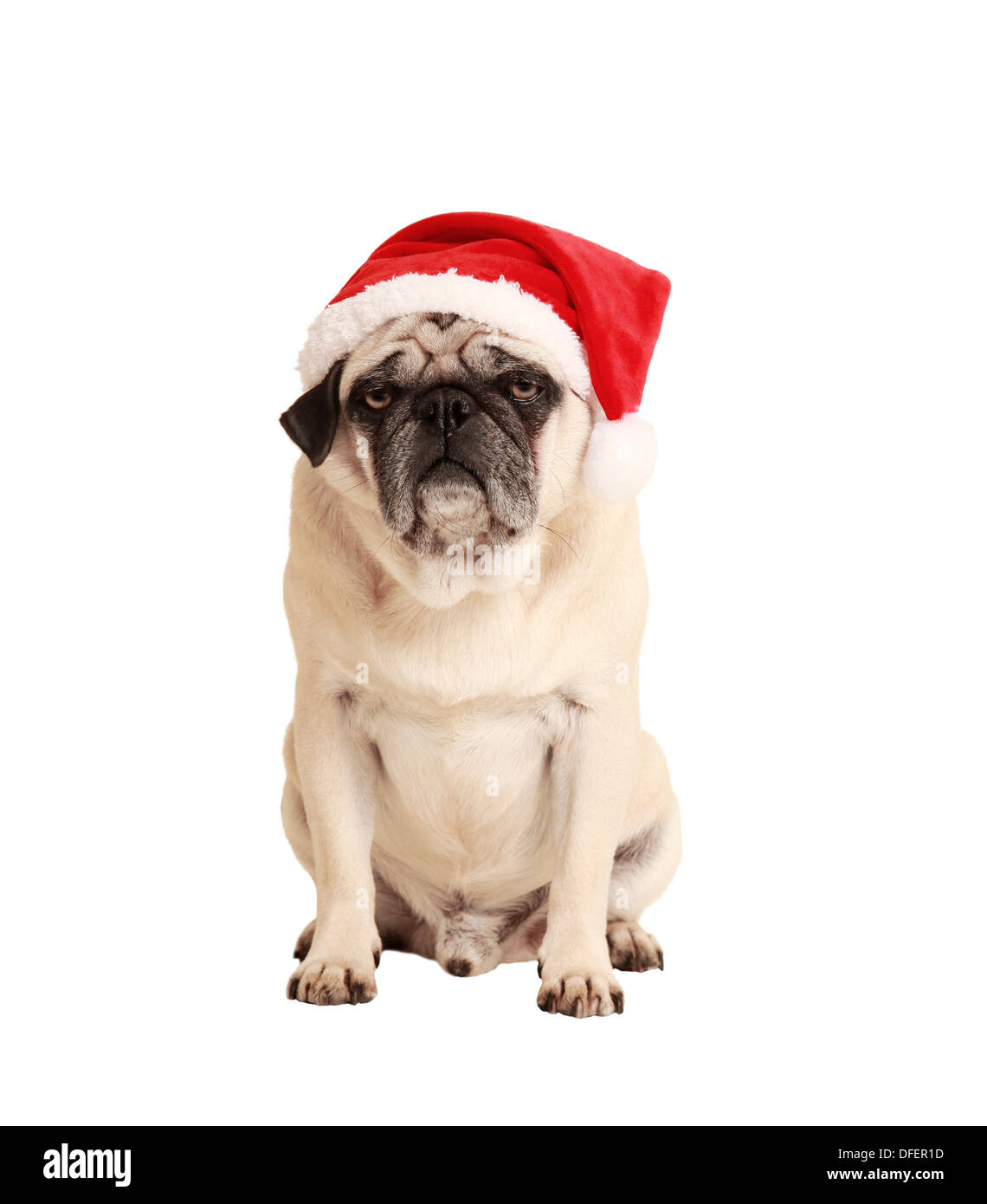 dog as a Christmas gift, exempted, white background, dressed as Santa Claus, cutout Stock Photo