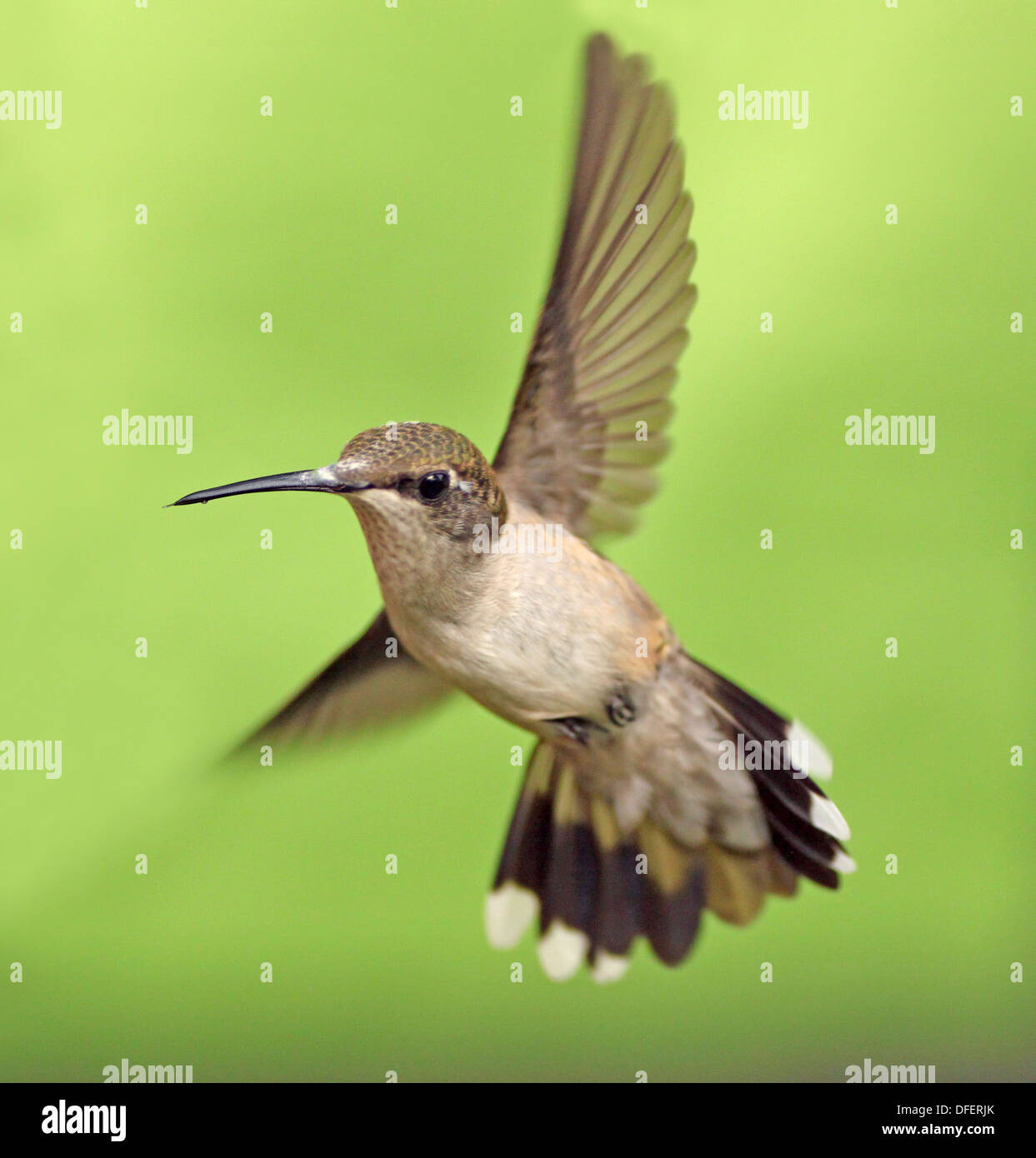 Female ruby throated hummingbird in flight Stock Photo