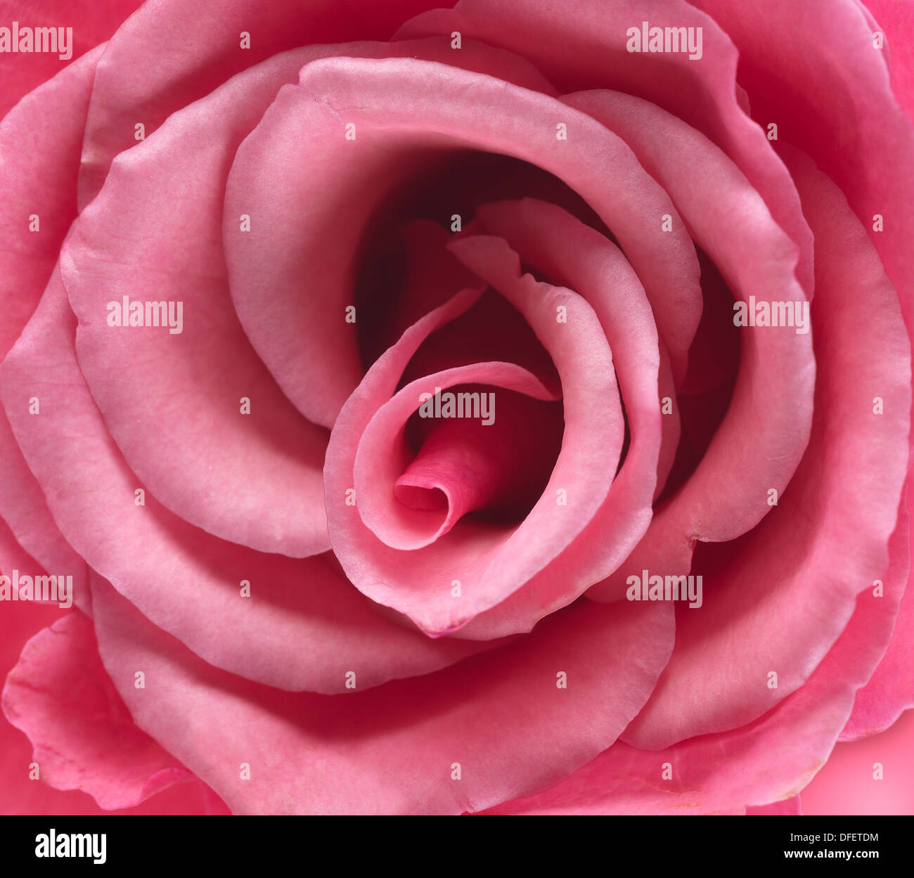 macro of a pink rose center Stock Photo