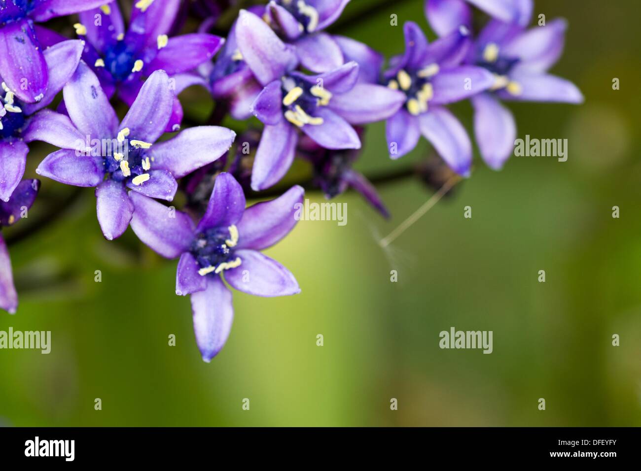 Scilla Peruviana Oncostema Peruviana Hyacinth Of Peru South Of 
