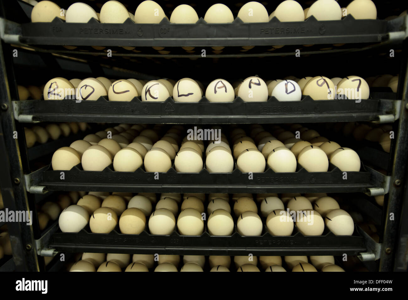 Egg hatchery at poultry production unit Stock Photo 61180361 Alamy