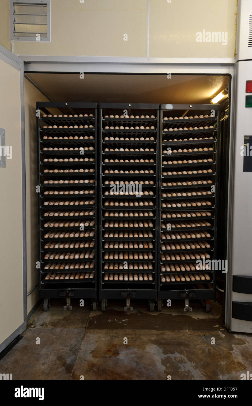 Egg hatchery at poultry production unit Stock Photo Alamy
