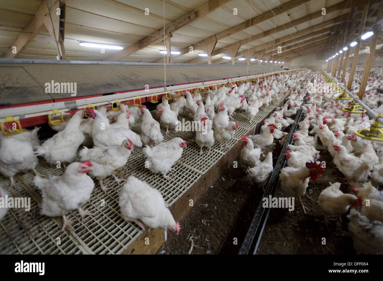 Poultry production unit Stock Photo - Alamy