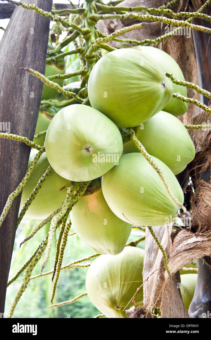 coconut fruit from nature Stock Photo