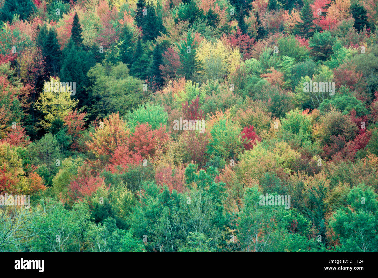Hillside in Vermont changing colors for fall, September USA Stock Photo