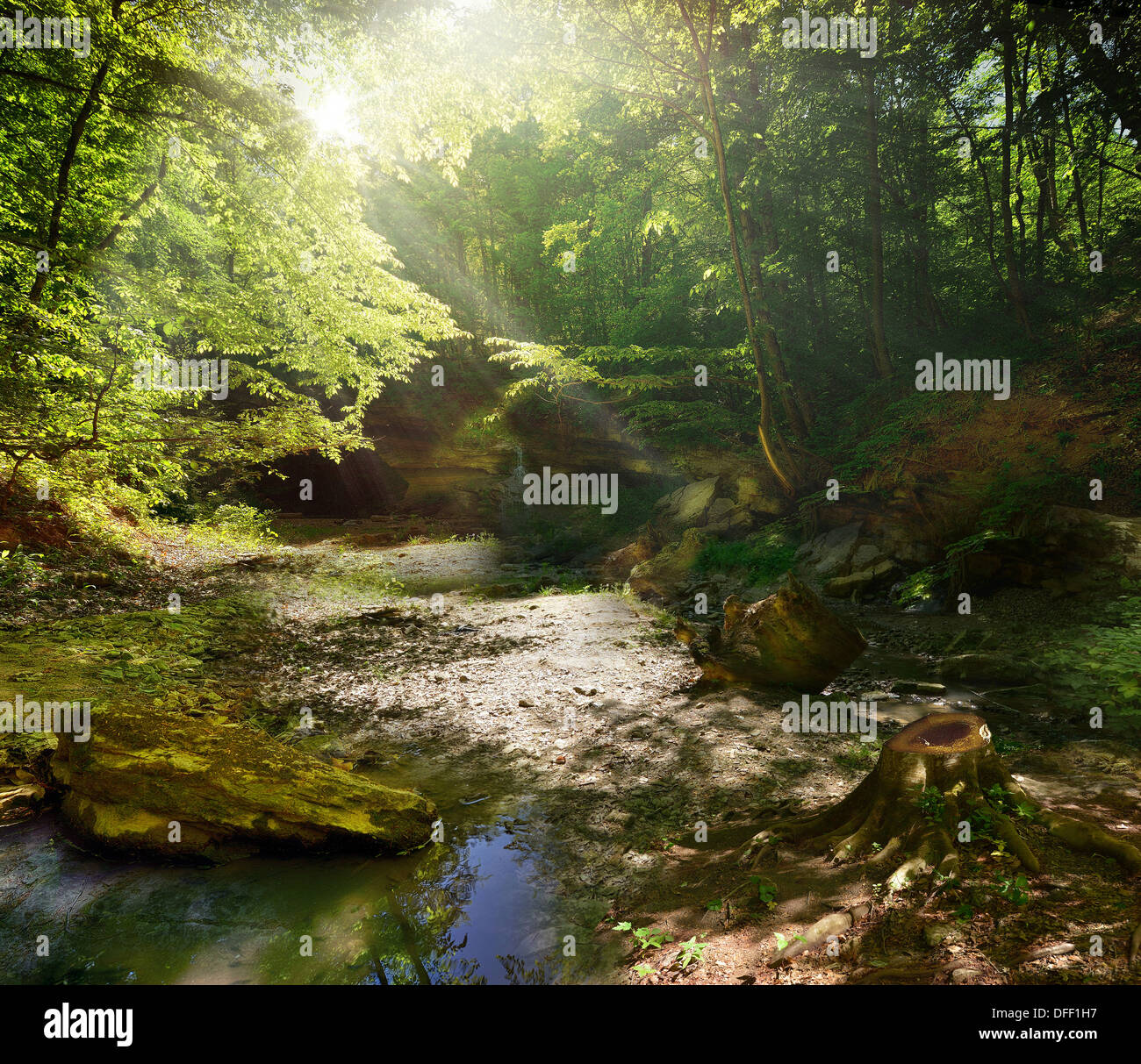 Beautiful forest at noon against the bright sunlight Stock Photo