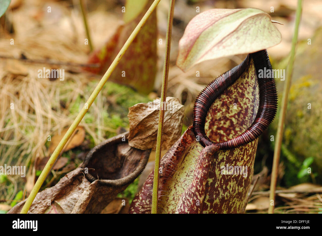 Great PitcherPlant (Nepenthes maxima Stock Photo Alamy