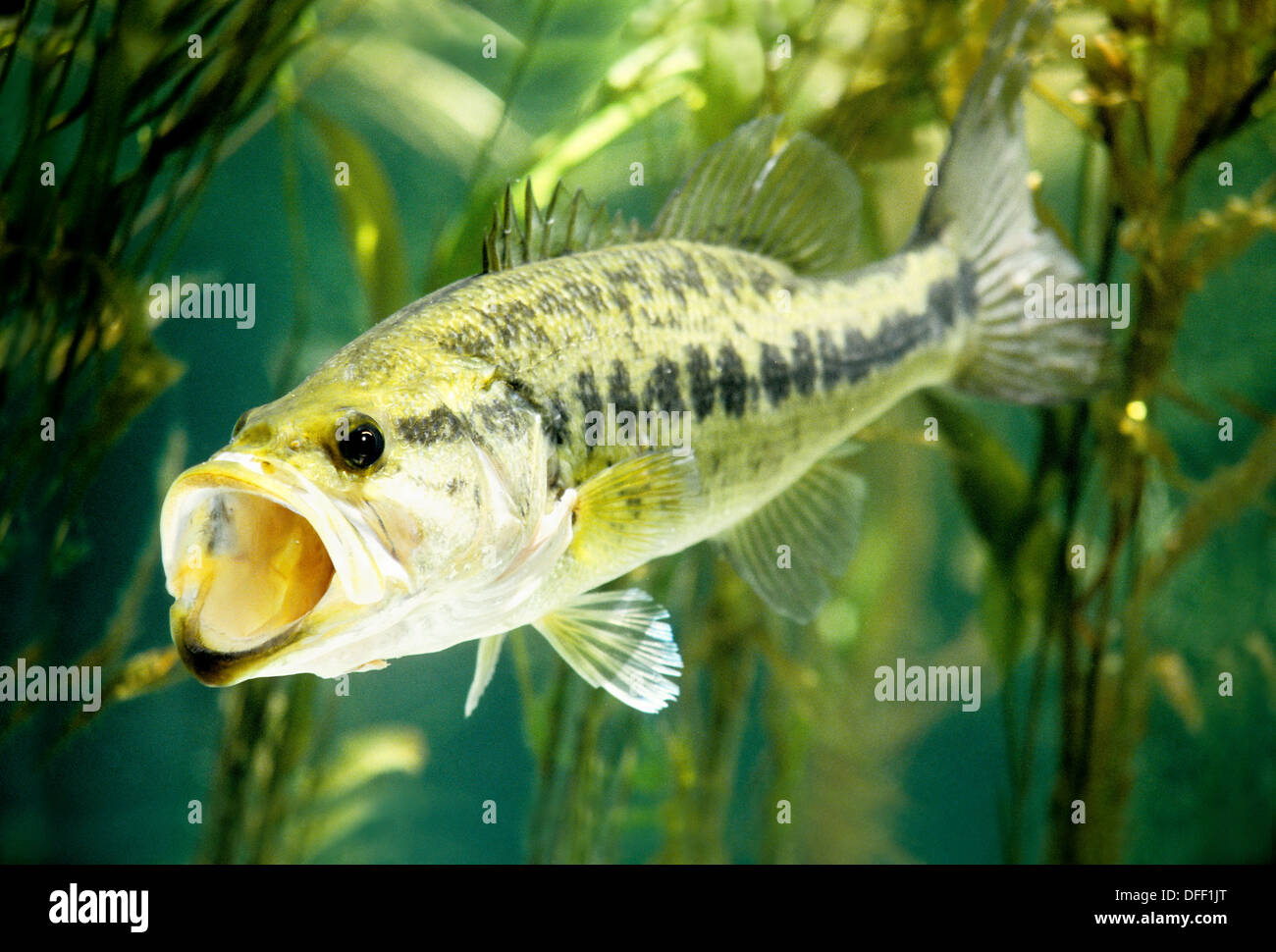 Largemouth bass with mouth open to yawn or strike lure Stock Photo