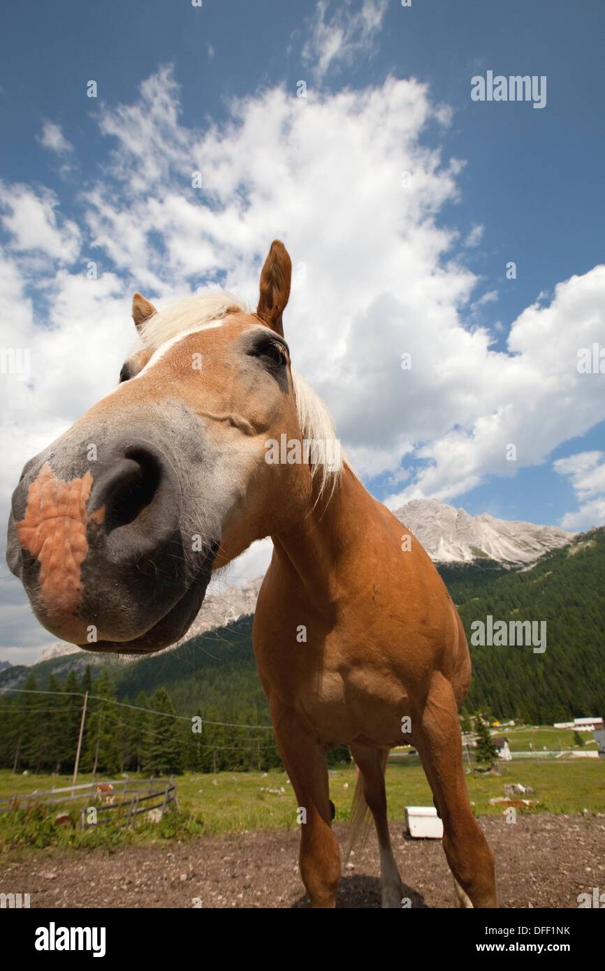 Horse on a grassland in the Dolomites, Belluno province, Italy, Europe Stock Photo