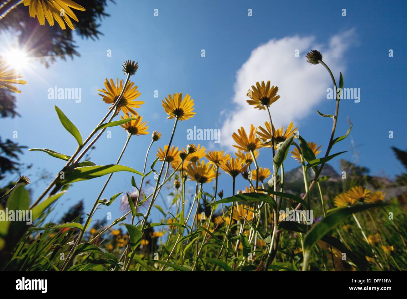 Buphthalmum salicifolium, yellow oxeye daisy in an alpine meadow, Dolomites, Belluno province, Italy, Europe Stock Photo