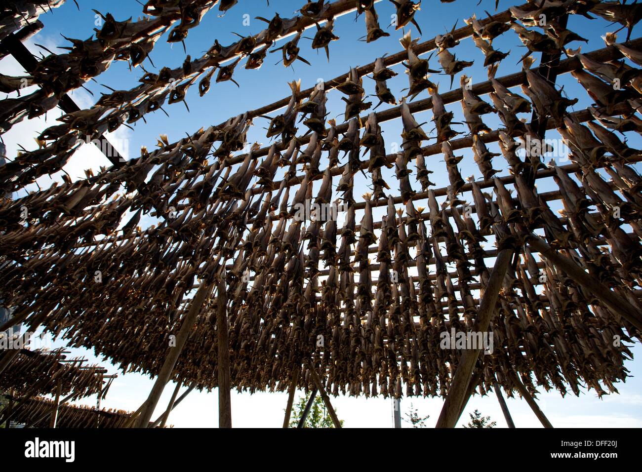 Stockfish, dried cod, hanging on wooden racks called flakes or hjell on the  seashore, Å village, Lofoten archipelago, Nordland Stock Photo - Alamy