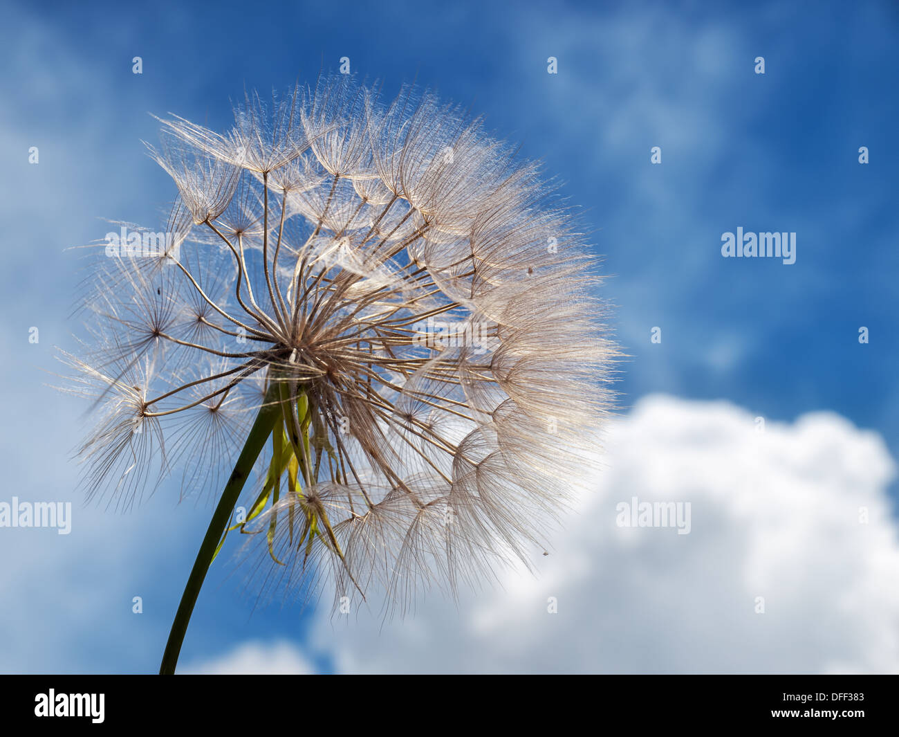 Dandelion and clouds with blue sky in the background. Stock Photo