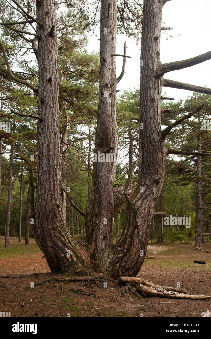 Scots pine tree with several trunks Stock Photo Alamy