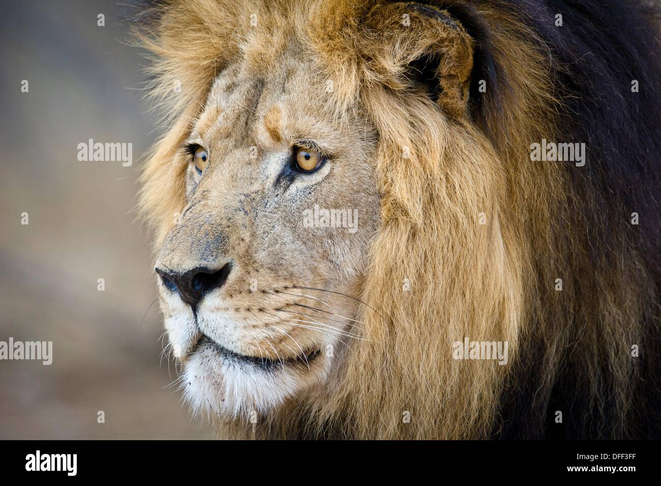Portrait of a black mane lion hi-res stock photography and images - Alamy