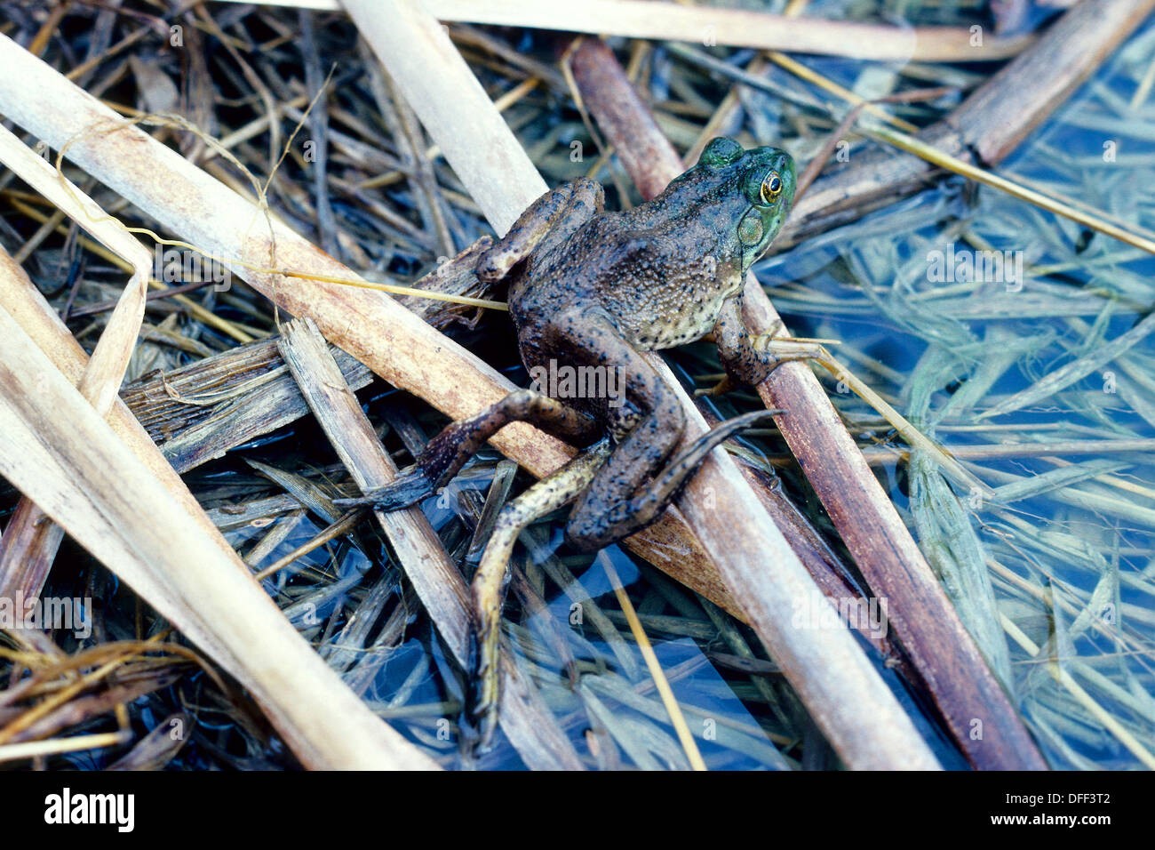 Bull frog with 6 legs Stock Photo