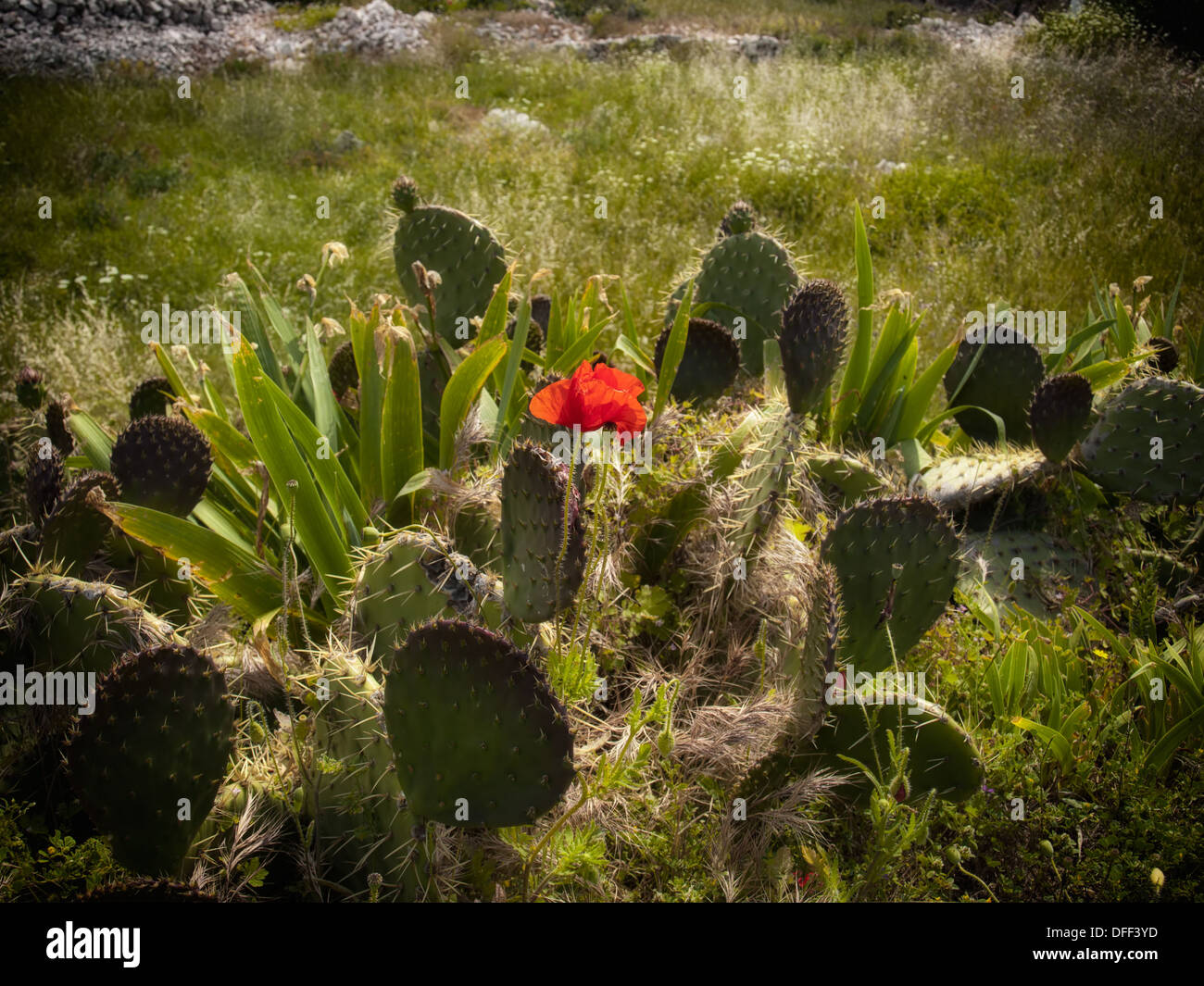 Metaphorical image about rebellion presented with Poppy flower ...